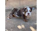 Bulldog Puppy for sale in Palmdale, CA, USA