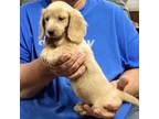 Dachshund Puppy for sale in Branson West, MO, USA