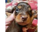 Dachshund Puppy for sale in Sacramento, CA, USA