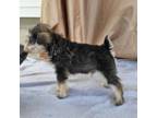 Schnauzer (Miniature) Puppy for sale in Wakarusa, IN, USA