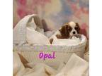 Cavalier King Charles Spaniel Puppy for sale in Asbury, MO, USA