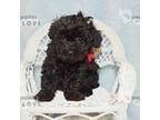 Poodle (Toy) Puppy for sale in Sanger, TX, USA