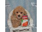 Poodle (Toy) Puppy for sale in Sanger, TX, USA