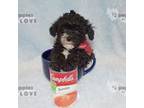 Poodle (Toy) Puppy for sale in Sanger, TX, USA