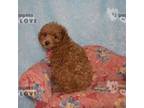 Poodle (Toy) Puppy for sale in Sanger, TX, USA