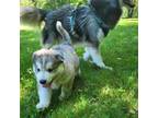 Siberian Husky Puppy for sale in Castle Rock, WA, USA