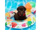 Labrador Retriever Puppy for sale in New Port Richey, FL, USA