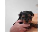 Yorkshire Terrier Puppy for sale in Palisade, CO, USA