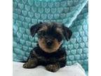 Yorkshire Terrier Puppy for sale in Floresville, TX, USA
