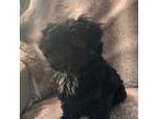 Shih Tzu Puppy for sale in Spartanburg, SC, USA