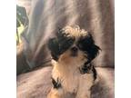 Shih Tzu Puppy for sale in Spartanburg, SC, USA