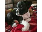 Boxer Puppy for sale in Auburndale, FL, USA