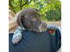 German Shorthaired Pointer Puppy for sale in Keller, TX, USA