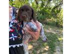 German Shorthaired Pointer Puppy for sale in Keller, TX, USA