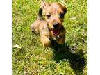 Dachshund Puppy for sale in Three Rivers, MI, USA