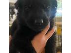 German Shepherd Dog Puppy for sale in Moore, SC, USA