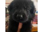 German Shepherd Dog Puppy for sale in Moore, SC, USA