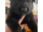 German Shepherd Dog Puppy for sale in Moore, SC, USA