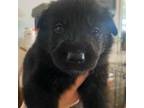 German Shepherd Dog Puppy for sale in Moore, SC, USA