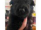 German Shepherd Dog Puppy for sale in Moore, SC, USA