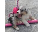 Australian Shepherd Puppy for sale in Cincinnati, OH, USA
