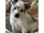 Cavapoo Puppy for sale in Trenton, NJ, USA