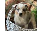 Australian Cattle Dog Puppy for sale in Trenton, NJ, USA