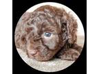 Maltipoo Puppy for sale in Atlanta, GA, USA