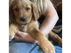 Golden Retriever Puppy for sale in Fort Ripley, MN, USA