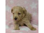 Goldendoodle Puppy for sale in Liberty, NC, USA