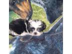 Shih Tzu Puppy for sale in Magee, MS, USA