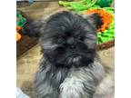 Shih Tzu Puppy for sale in Youngstown, OH, USA