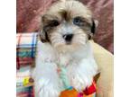 Shih-Poo Puppy for sale in Youngstown, OH, USA