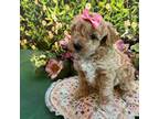 Poodle (Toy) Puppy for sale in Kansas City, MO, USA