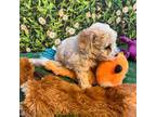 Poodle (Toy) Puppy for sale in Kansas City, MO, USA