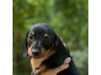 Dachshund Puppy for sale in Hiram, GA, USA