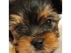 Yorkshire Terrier Puppy for sale in Citrus Heights, CA, USA