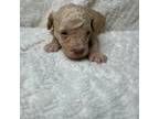 Mutt Puppy for sale in Waynesboro, MS, USA