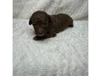 Mutt Puppy for sale in Waynesboro, MS, USA