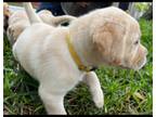 Labrador Retriever Puppy for sale in Kissimmee, FL, USA