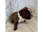 Boston Terrier Puppy for sale in Cincinnati, OH, USA