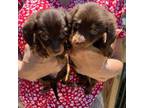 Dachshund Puppy for sale in Augusta, GA, USA