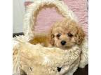 Poodle (Toy) Puppy for sale in Cleveland, TX, USA