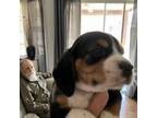 Beagle Puppy for sale in Chandler, AZ, USA