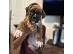 Boxer Puppy for sale in Leander, TX, USA