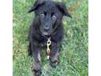 Dutch Shepherd Dog Puppy for sale in Wichita, KS, USA