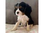 Cavalier King Charles Spaniel Puppy for sale in Sparks, NV, USA