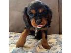 Cavalier King Charles Spaniel Puppy for sale in Sparks, NV, USA