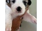 Australian Shepherd Puppy for sale in Channahon, IL, USA