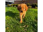 Golden Retriever Puppy for sale in Portsmouth, VA, USA